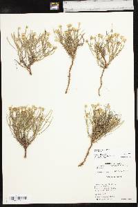 Chaetopappa ericoides image