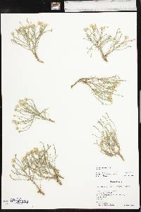 Chaetopappa ericoides image