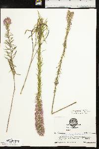 Liatris elegans var. elegans image