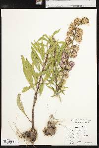 Liatris aspera image