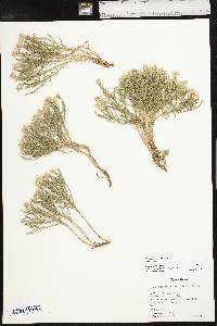 Chaetopappa ericoides image