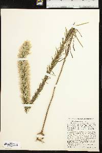 Liatris elegans var. elegans image