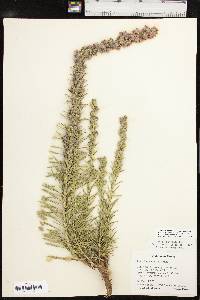 Liatris punctata var. punctata image