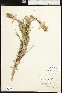 Liatris punctata image