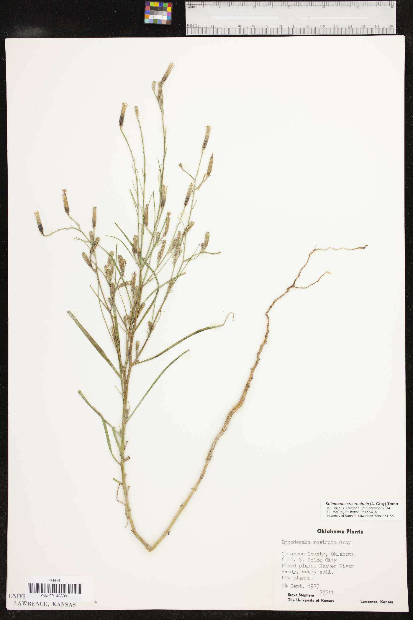 Shinnersoseris rostrata image