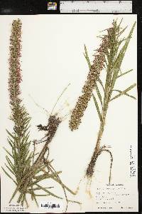 Liatris pycnostachya image