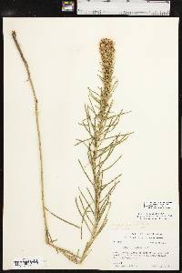 Liatris punctata image