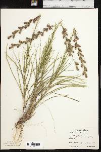 Liatris tenuis image