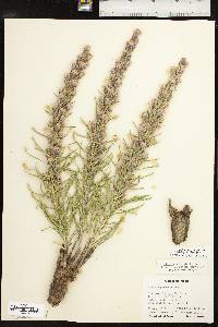 Liatris punctata image