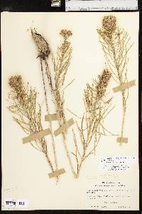 Liatris punctata image