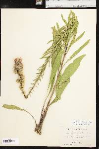 Liatris aspera image