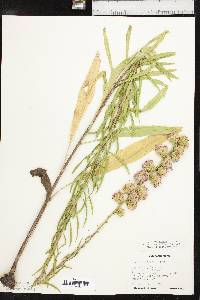 Liatris aspera image