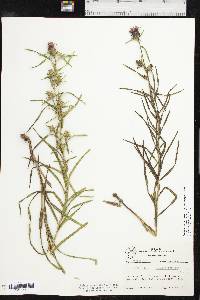 Liatris squarrosa image