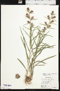 Liatris squarrosa image