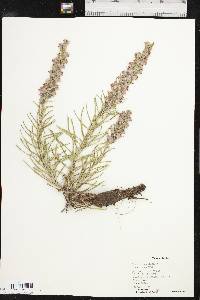 Liatris punctata image