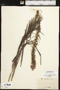 Liatris pycnostachya image