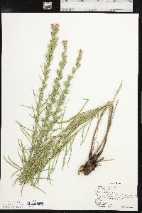 Liatris punctata image