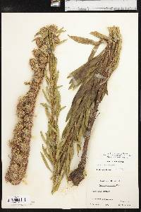 Liatris aspera image