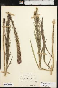 Liatris pycnostachya image