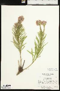 Liatris punctata image