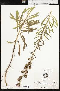 Liatris aspera image