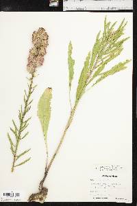 Liatris aspera image