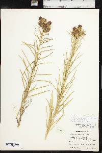 Liatris squarrosa image