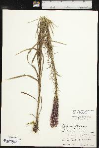 Liatris pycnostachya image