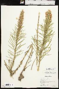 Liatris punctata image