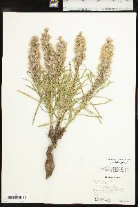 Liatris punctata var. punctata image