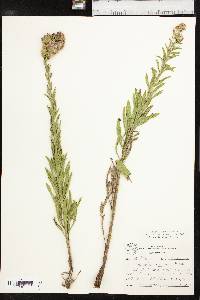 Liatris aspera image