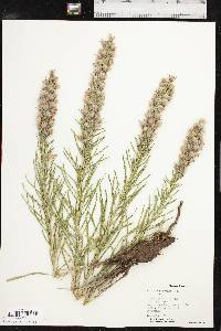 Liatris punctata image