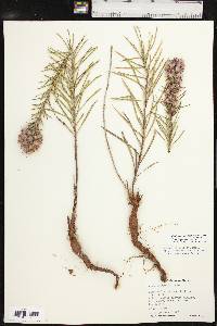 Liatris punctata image