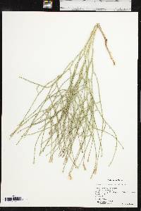 Lygodesmia juncea image