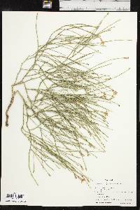 Lygodesmia juncea image