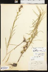 Liatris squarrosa image