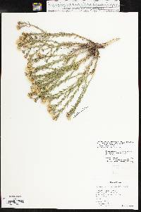 Xanthisma spinulosum var. glaberrimum image