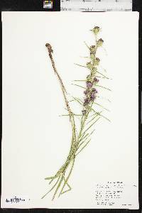 Liatris squarrosa image