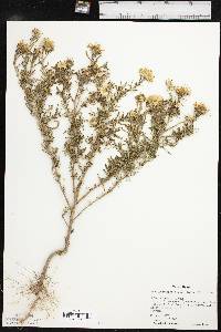 Machaeranthera tanacetifolia image