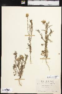 Machaeranthera tanacetifolia image