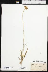 Marshallia caespitosa var. caespitosa image