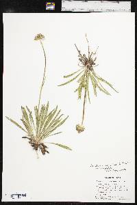 Marshallia caespitosa var. caespitosa image