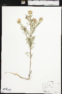 Machaeranthera tanacetifolia image