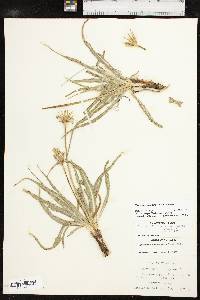 Nothocalais cuspidata image