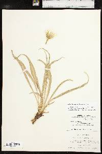 Nothocalais cuspidata image