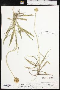 Marshallia caespitosa var. caespitosa image