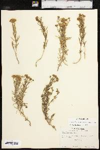 Picradeniopsis woodhousei image