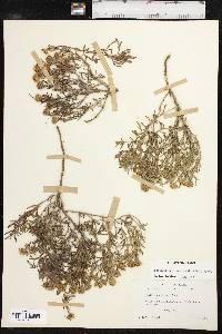 Picradeniopsis woodhousei image