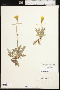 Pyrrhopappus grandiflorus image