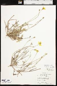 Pyrrhopappus pauciflorus image